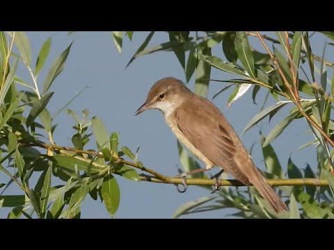 Ptice Hrvatske - Veliki trstenjak (Acrocephalus arundinaceus) (Great Reed Warbler) (2/2)