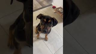 Video preview image #1 Labrador Retriever-Unknown Mix Puppy For Sale in Rockville, MD, USA