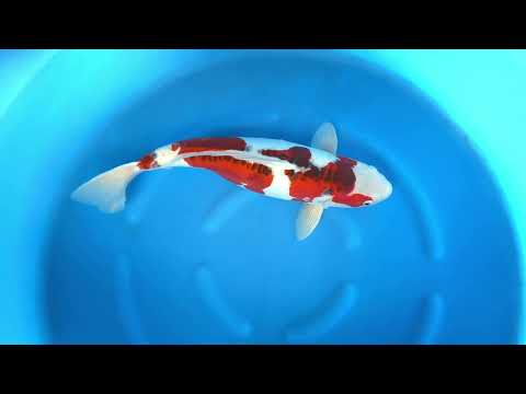 JKS Auction: JKSAC-2025-11-6 3Y HQ Female Doitsu Koromo Unique 62 cm