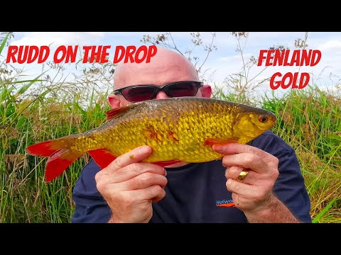 Fenland Rudd on the drop : Coarse #fishing UK