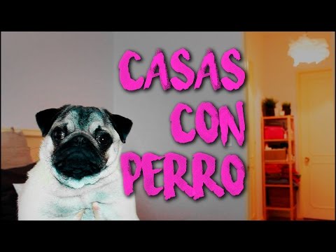 Tips BÁSICOS para una Casa con Perro