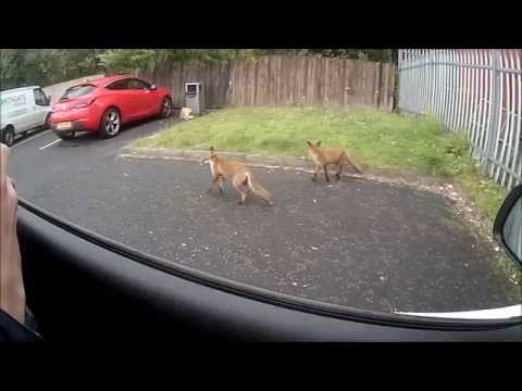 Foxes visit KFC in Coatbridge