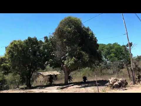 Você conhece palmeira de inibia?