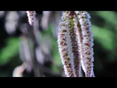 Bachblüte Aspen - Espe