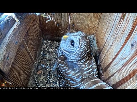 Quick Crayfish Snack At Barred Owl Nest | April 5, 2023