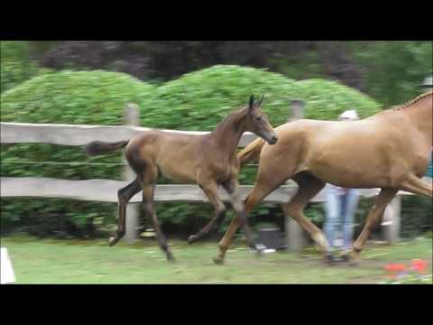 *2017 Stutfohlen von Millennium - Desperados FRH  *not for sale*