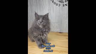 Fester is such a handsome hunk! #cat #mainecoon #kitten