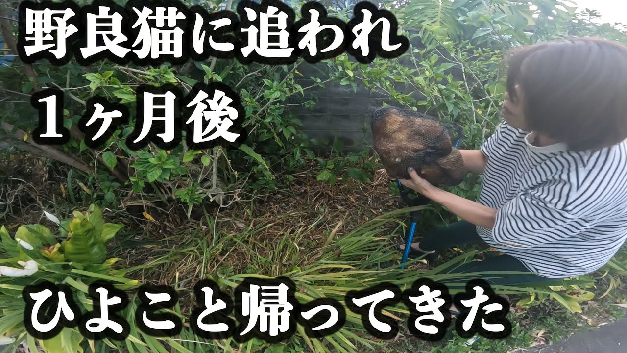 田舎で見つけたびっくり体験！まさかの野良猫に襲われて１ヶ月後の鶏が！