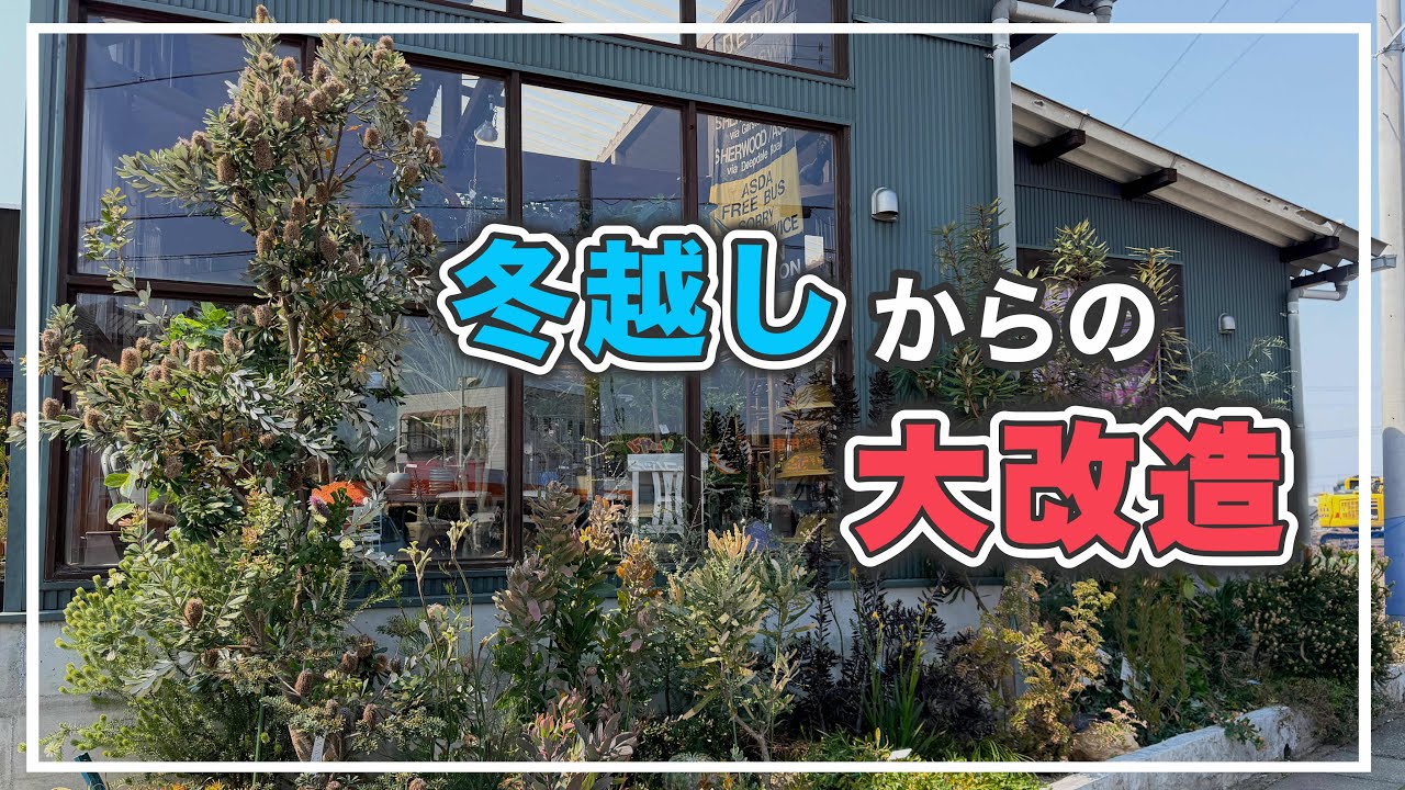 冬越ししたオージーガーデンを進化させました！【オージープランツ】