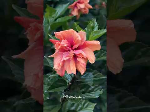 📍Charta, Santander