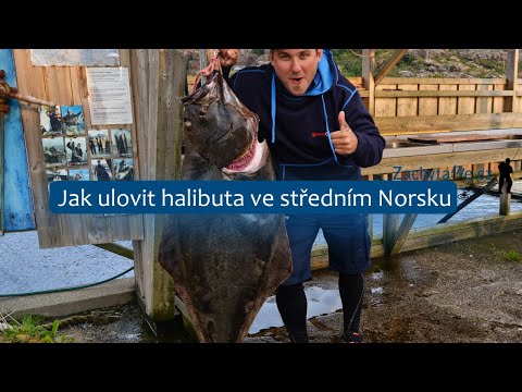 Lov halibuta v Norsku