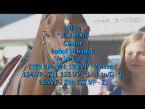 Přihlášení koně do 128.Velké Pardubické