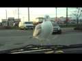 Seagull Shakedown At Burger King