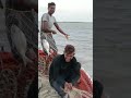 How To Pick Up Modar In Sea
