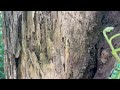 Old Tree Full of Termites in Eatontown, NJ