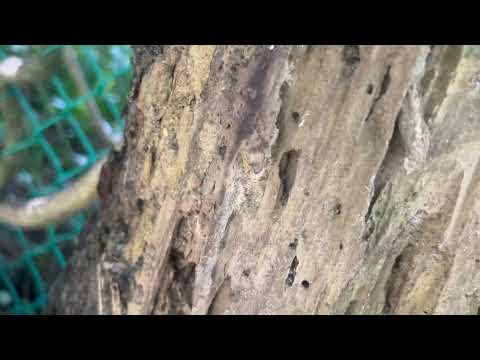 Old Tree Full of Termites in Eatontown, NJ