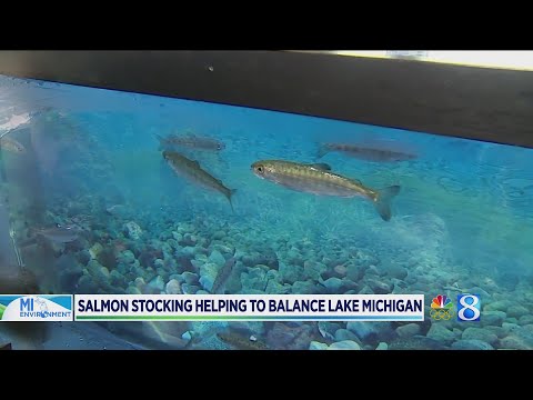How the annual salmon release keeps Lake Michigan beaches clean