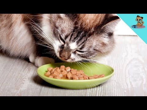 Are you making any of THESE 6 feeding mistakes with your cat?