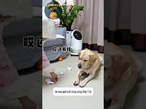 Chú chó ăn vụng giấu đồ ăn#shorts #foryou #funny