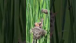 Download lagu Burung kerak basi di alam liar mp3