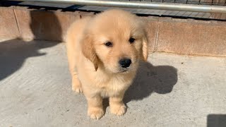 Living alone in Tokyo,I tried to keep a golden retriever