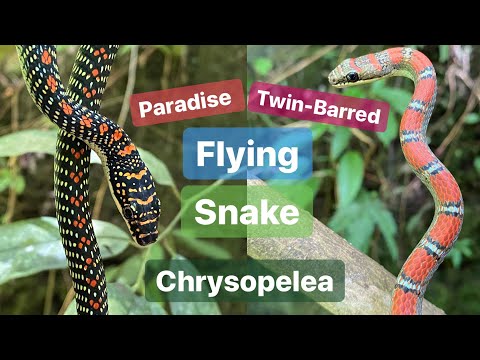2 SPECIES OF FLYING SNAKE - The Paradise & Twin-barred Flying Snakes | Herping North Sumatra