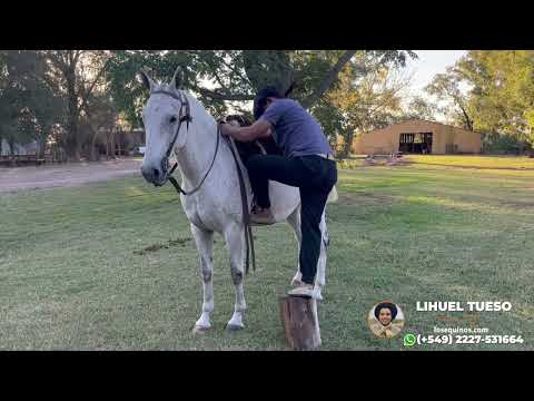 Caballo Tordillo canela de buen fisico manso escuela y funcional - $4.800.000 - LOSEQUINOS.COM
