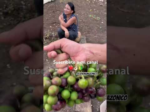 Amazonia Ecuador 🇪🇨 #napo #tena #amazonia #amazonia #selva