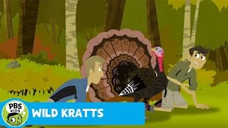 WILD KRATTS | Activate Turkey Power! | PBS KIDS