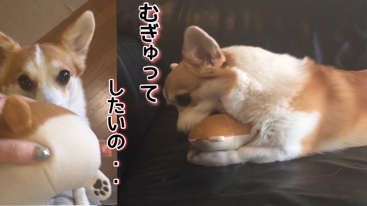 鳴るおもちゃを甘噛みで抱きしめちゃうコーギー犬のハク