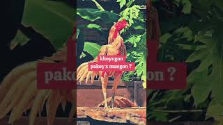 Download lagu Penjelasan khoyngon menurut suhu #shorts #ayambangkok #mangon #pakhoy #fyp mp3 Download lagu Penjelasan khoyngon menurut suhu #shorts #ayambangkok #mangon #pakhoy #fyp mp3