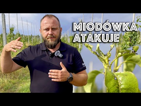 Miodówka atakuje grusze. Krótko i na temat