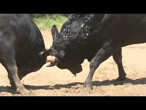 Nazi Super Cows Are Still Roaming Europe Today!