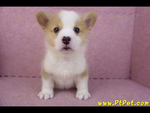 10/13雙色柯基犬公幼犬1號