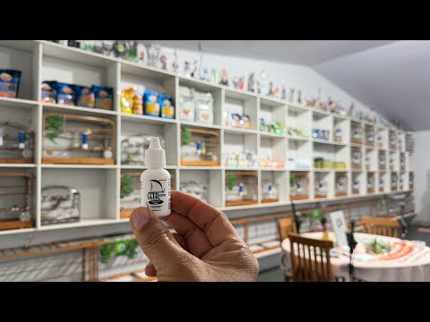 Medicine That Makes ANY Bird Get Ready and Sing 😱🕊️