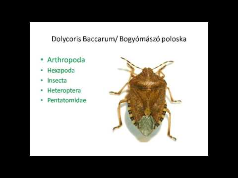 Az ujjak rheumatoid arthritis első tünetei