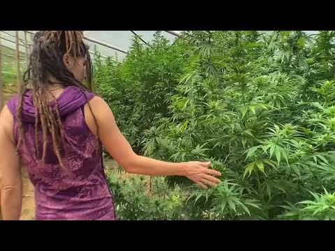 BioFanatic farm - genetics that will blow your mind!