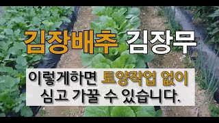 김장 배추 김장 무 이렇게 하면 토양 작업 없이 심고 가꿀 수 있습니다. #김장 배추 심기 #김장 무 파종하…