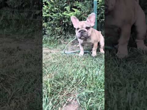 Video 3