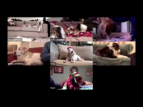 セラピー犬は犬の慰めをオンラインで持って来ます (Therapy pooches bring canine comfort online)