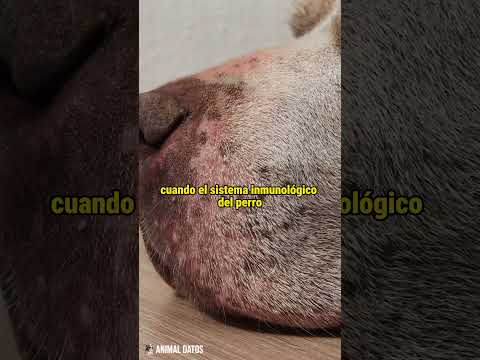 Porque le da sarna a los perros...¡Ayúdalo!  #sabiasque #curiosidades  #datosanimalitos