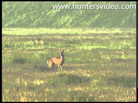 Gold Medal Roebucks - Hunters Video