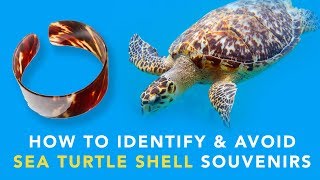 How To Identify & Avoid Sea Turtle Shell Souvenirs