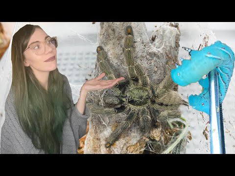 image-What else can I feed my tarantula Besides crickets?