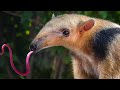 The Cutest Ant Eater In The World Tamandua