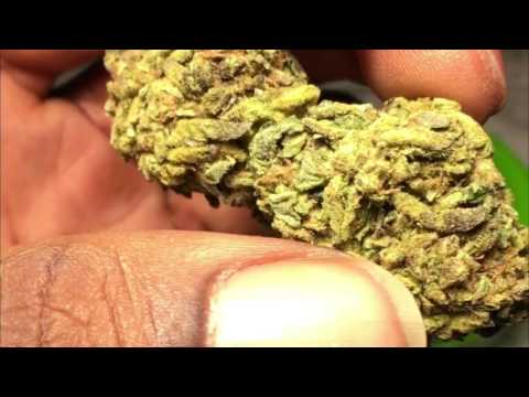 Rollin with Benji ( Smoke Visuals)