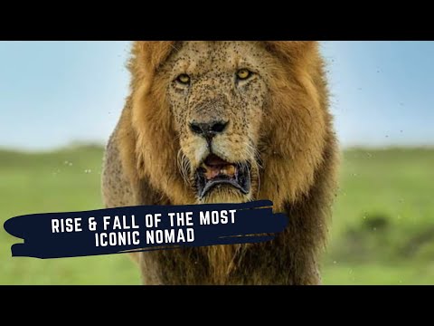 Jesse The Outlaw - Most Iconic Nomadic Male Lion of all time - Nomadic King of Masai Mara