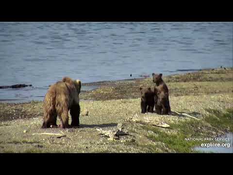 273 and COY on spit c o  scout 22 07 19 132:cub at end