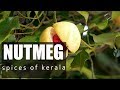 Nutmeg Tree | Spectacular Trees of Kerala