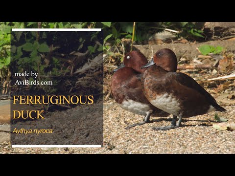 Ferruginous Duck Aythya nyroca v prírodnom biotope